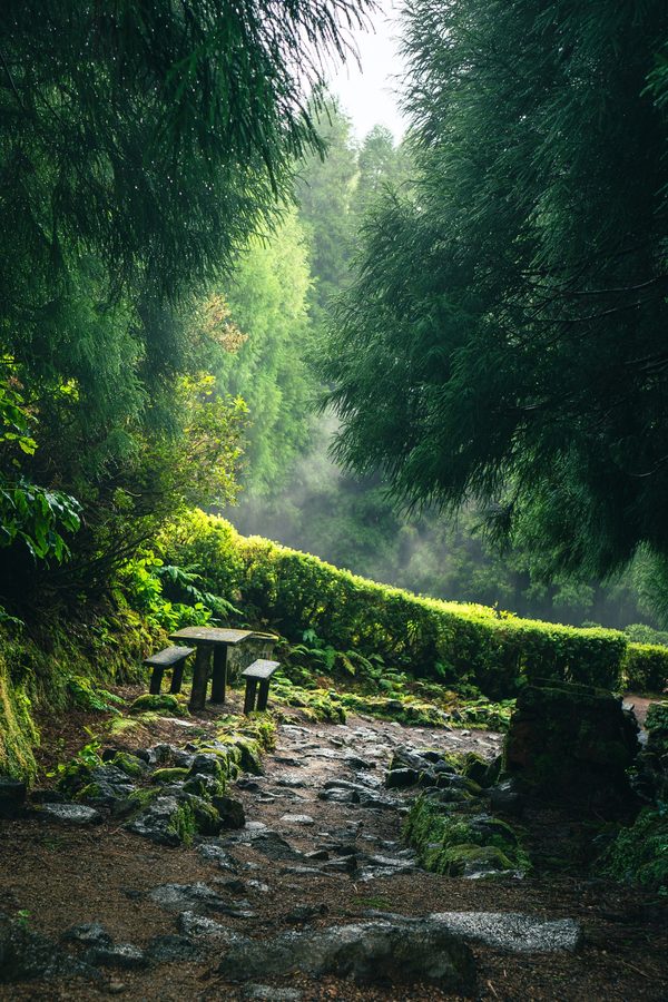 Stone bench in a misty green forest after rain