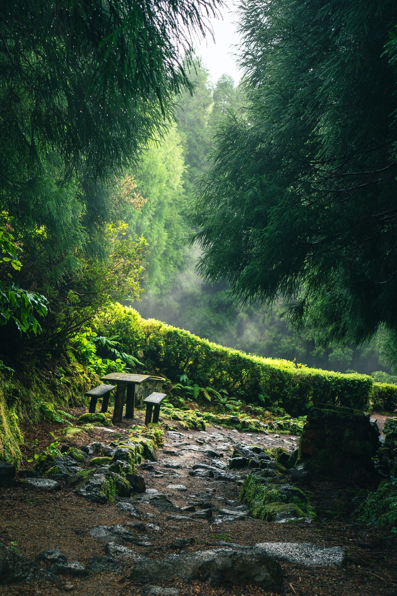 Stone bench in a misty green forest after rain