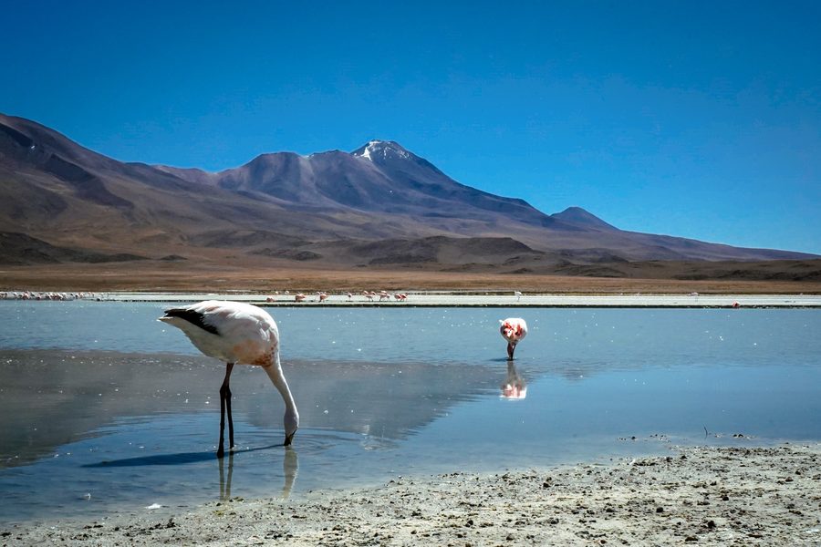 Flamingos feeding in a high-altitude lagoon with mountains in the background