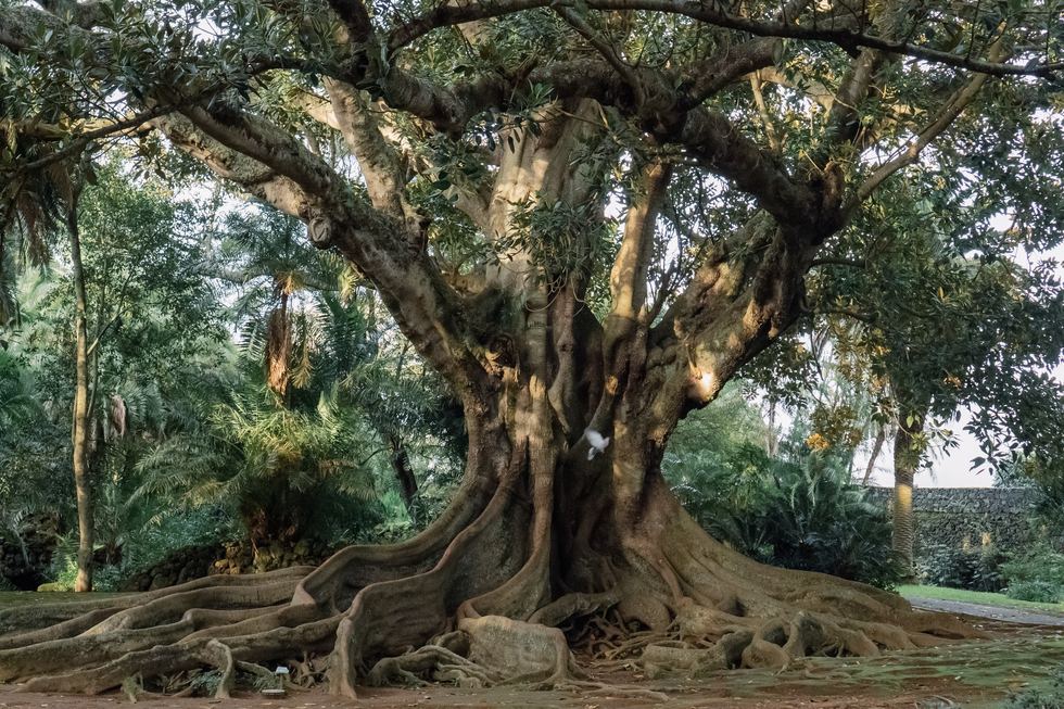 Large old tree with exposed roots in a quiet garden